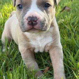 Fed - Blue fawn male American Staffordshire Terrier puppy in Marietta, Georgia from Ambition Amstaffs