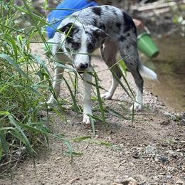American Corgi and Border Collie Puppies from Duncan's Border Collies and Corgis