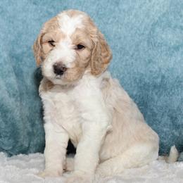 Finn - Parti male Goldendoodle puppy in Cherry Creek, New York from Doodles Pups of NY
