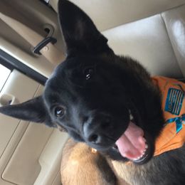 Belgian Malinois from Platinum K9S