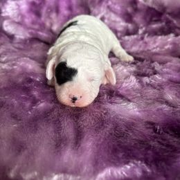 Jeannie - Black and white female Cavapoo puppy in Knoxville, Tennessee from Rocky Top Cavapoos