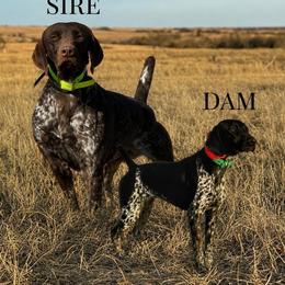 German Shorthaired Pointer puppies from Black vermillion pointers