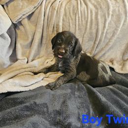 German Wirehaired Pointer Puppies from Vom Fleetwood
