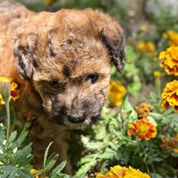 Bernedoodle and Whoodle Puppies from Genesis Family Farm
