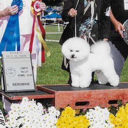 Jasper - Bichon Frise