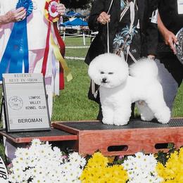 Jasper - Bichon Frise