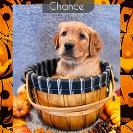 Chance - Dark golden male Golden Retriever puppy in Shelton, Washington from Kennedy Goldens