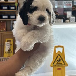 Pinky Winky - Sheepadoodle puppy in Camarillo, California from Oodles and Oodles of Doodles