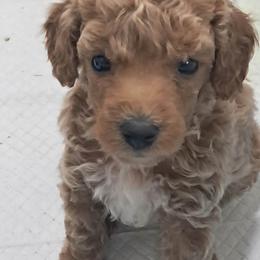Boy 1 - Red  male Poodle puppy in Athens, Texas from It's  A Dog Thing