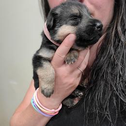 Pink - Black and red female German Shepherd puppy in Coatesville, Pennsylvania from Jessica's German Shepherds