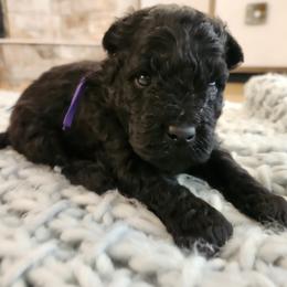 Ms Purple - Black female Pumi puppy in Albuquerque, New Mexico from Marylynn's Pumis