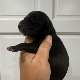 Stuffing - Black male Great Dane puppy in Florida from Beachside Kennels