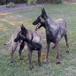 Belgian Malinois and Boston Terrier All Grown Up from SB Bostons / Raksha Malinois