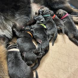 German Shepherd Puppies from FuryHaus German Shepherds