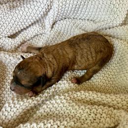 Arlo - Brown male Bernedoodle puppy in Lancaster, Missouri from Cavapoo Acres