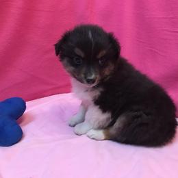 Pembroke Welsh Corgi, Miniature Australian Shepherd, and Toy Australian Shepherd Puppies from Midwest Mini/Toy Aussies