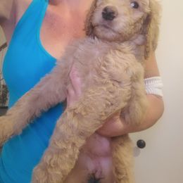 Goldendoodle Puppies from Luna Goldendoodles