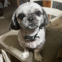 Maggie - Shih Tzu