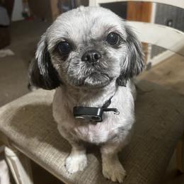 Maggie - Shih Tzu