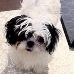 Marky - Black and white male Shih Tzu puppy in Victorville, California from RUMBLE n TUMBLE