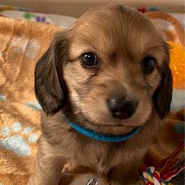 Teal Collar Male - Cream male Dachshund puppy in Madison, Indiana from Jensen Dobermans and Dachshunds
