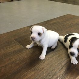 Jack Russell Terrier Puppies from Huckle Hill Jack Russell Terriers