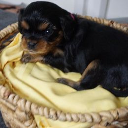 Pink - Bubbles - Black and tan female Cavalier King Charles Spaniel puppy in Corpus Christi, Texas from Kings Cross Cavaliers