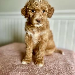 Lucky Charms - Apricot male Goldendoodle puppy in Taylorsville, North Carolina from Heartfelt Doodles