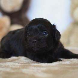 Tino - Liver male Shihpoo puppy in Nickelsville, Virginia from The Teddybear Shihpoo