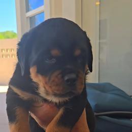 Pink girl - Black and mahogany female Rottweiler puppy in Lake City, Florida from Haus Der Wut Kennels