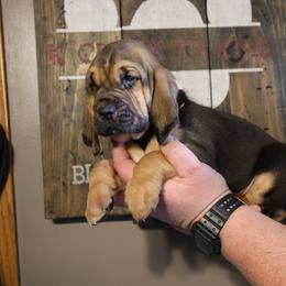 Orange Collar Boy - Black and tan male Bloodhound puppy in Franklin, Indiana from K Creek Farms