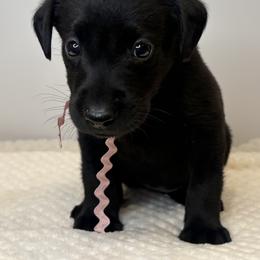 Light Pink Collar Black Female - Black female Labrador Retriever puppy in Gainesville, Georgia from Rucker Retrievers