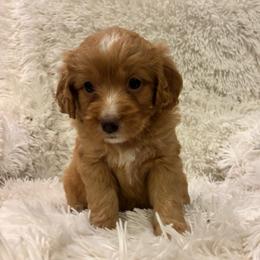 VALI - female Australian Mountain Doodle puppy in Bristow, Oklahoma from 10-Acre Woods Cockapoos