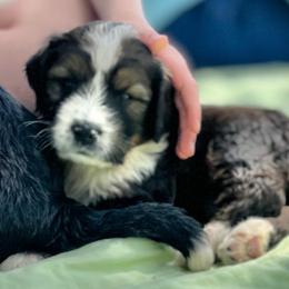 Independence - Sable male Bernedoodle puppy in Kansas City, Missouri from Beary GoldenDoodles