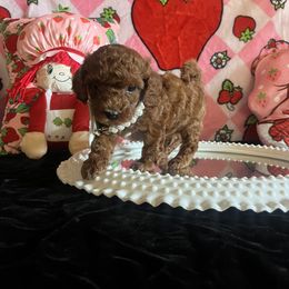 Assorted Doodle Crosses, Maltese, and Poodle Puppies from House of Poodles