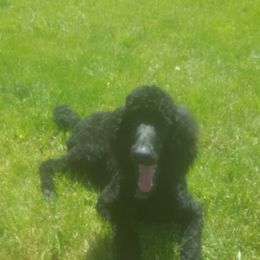 Poodle All Grown Up from Pop's  Poodle Pups