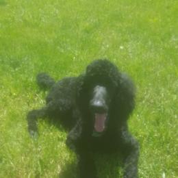 Poodle All Grown Up from Pop's  Poodle Pups