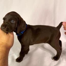 Lincoln - Liver male German Shorthaired Pointer puppy in Edenton, North Carolina from Bockelman GSP’s