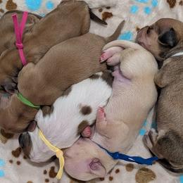 Dachshund Puppies from Ferrario Dachshunds