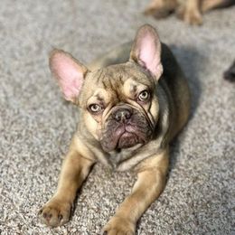 French Bulldogs from A Royal Frenchie