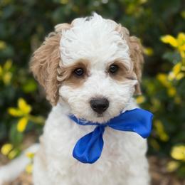 Parsley - male Cavapoochon puppy in North Lawrence, Ohio from Liberty Pups