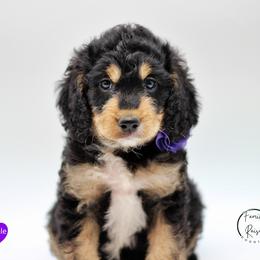 Miss Purple - Black white and tan female Springerdoodle puppy in Kendall, New York from Family Raised Doodles