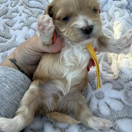 Yellow color ( Rhea litter) - Red male Maltipoo puppy in Fredericktown, Missouri from Doodle Pups Fur-Ever