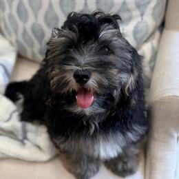 Knox - Signature Collection - Black and silver male Havanese puppy in Draper, Utah from Peaks Pups & Cavachon Love Chocolate Cavaliers, Cavaliers, Cavachon’s, Cavapoos & Havanese