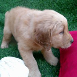 Mica - Dark golden male Golden Retriever puppy in Salem, Oregon from Oregon Rose Goldens