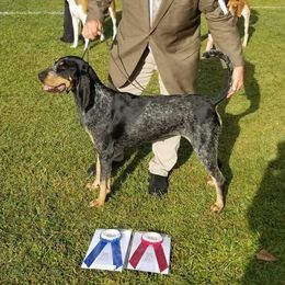 Naomi - Bluetick Coonhound