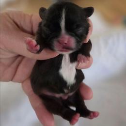 Vegas - Red and white male Shih Tzu puppy in Waynesboro, Pennsylvania from Big Win Shih Tzus