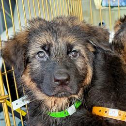Green Girl (Assign on Pick up) - Black and red female German Shepherd puppy in Davie, Florida from Vom Broward Haus