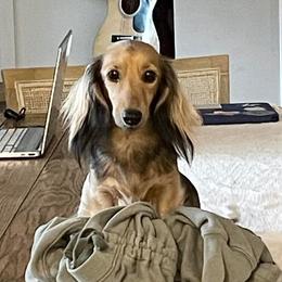 Zuri - Dachshund