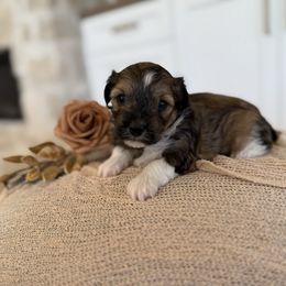 Buzz - Gold sable male Havapoo puppy in South Jordan, Utah from Lady Paws Puppies - Cassie